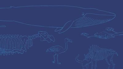 Extrait d'Extinctions, le crépuscule des espèces